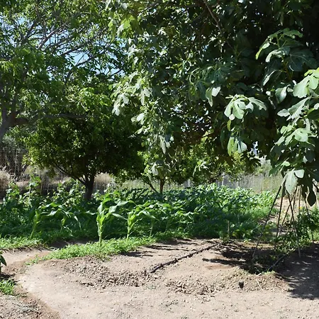 Agrabeli In Plátanos